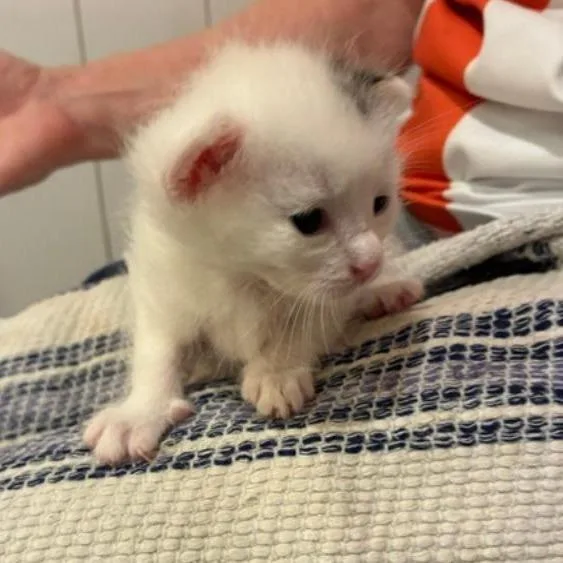 Polly thumbnail 4