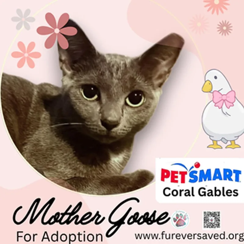 A young small-sized female Gray / Blue / Silver Domestic Short Hair cat named Mother Goose for adoption in Miami, FL