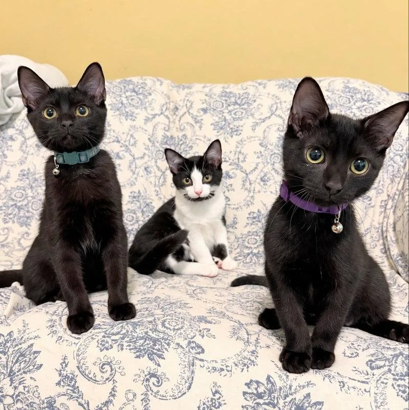 A young medium-sized male Black Bombay cat named Mochi & Boba for adoption in Knoxville, TN