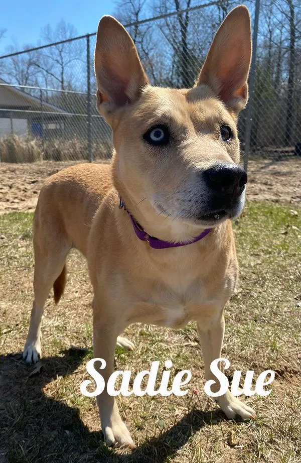 An adult medium-sized female Yellow / Tan / Blond / Fawn Mixed Breed dog named Sadie Sue for adoption in Manistee, MI