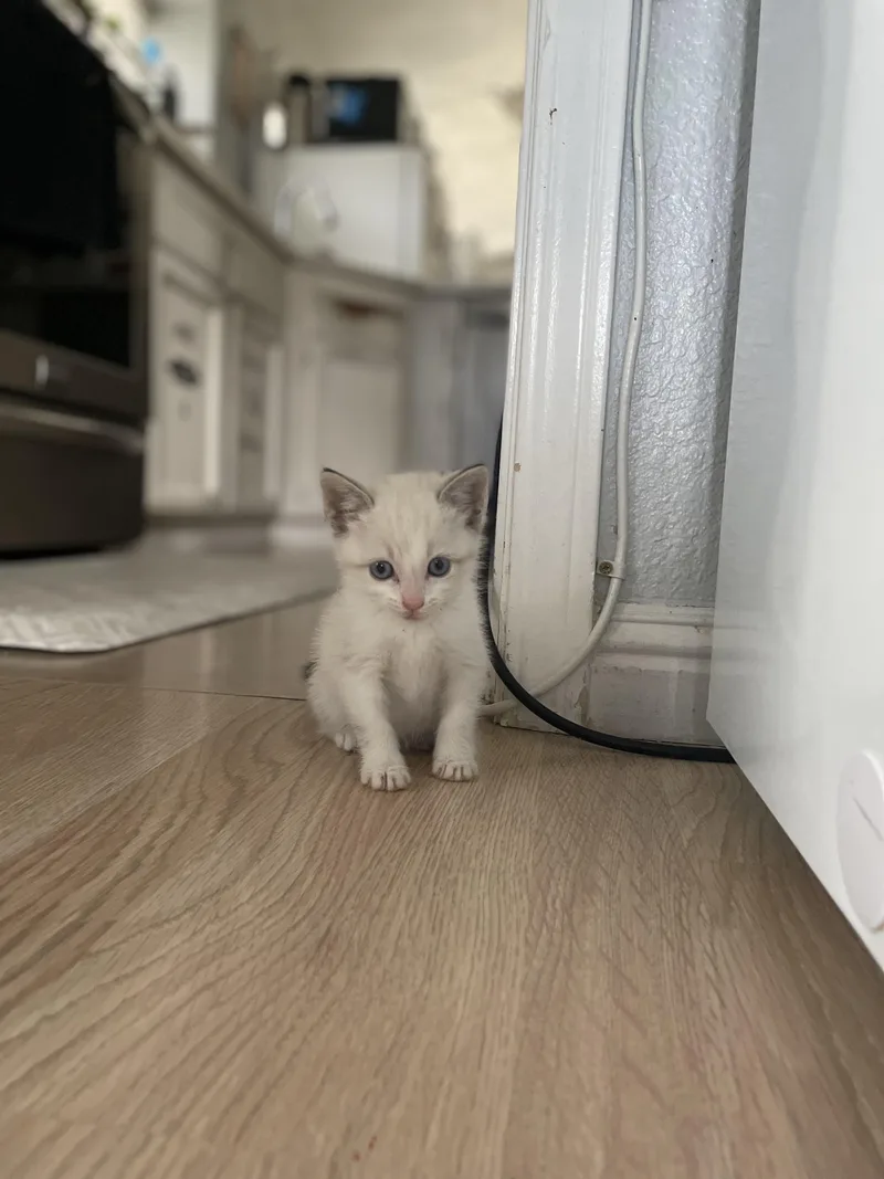 A baby medium-sized female White Siamese cat named Bunny for adoption in Vacaville, CA