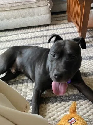 An adult large-sized male Mixed Breed dog named Draco for adoption in Fairfax, VA