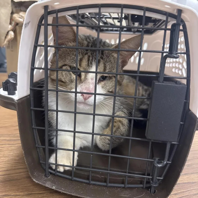 An adult small-sized male Domestic Short Hair cat named SLBYStray for adoption in Shelbyville, IL