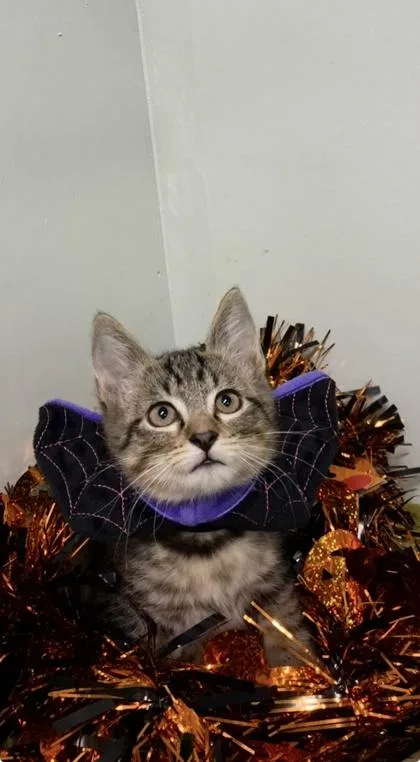 A baby medium-sized male Domestic Short Hair cat named Huckleberry for adoption in Picayune, MS