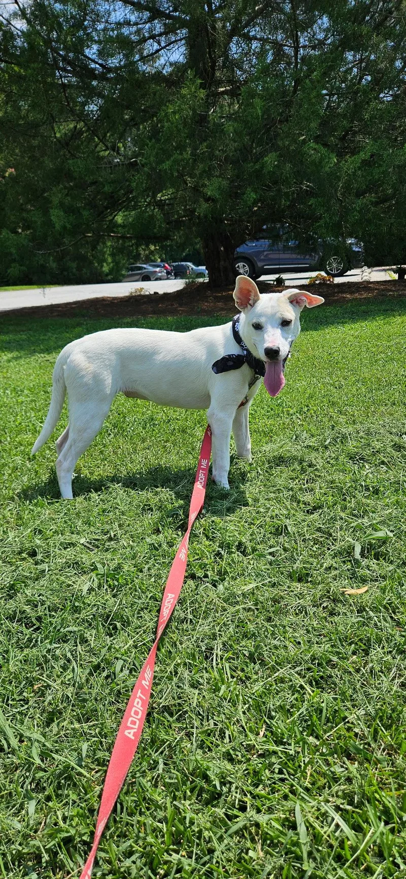 A young medium-sized female Feist dog named Snowball for adoption in Raleigh, NC