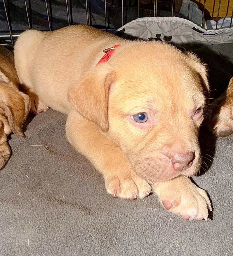 A baby medium-sized female Staffordshire Bull Terrier dog named Rosalie Belles & Beau for adoption in Holly Springs, NC