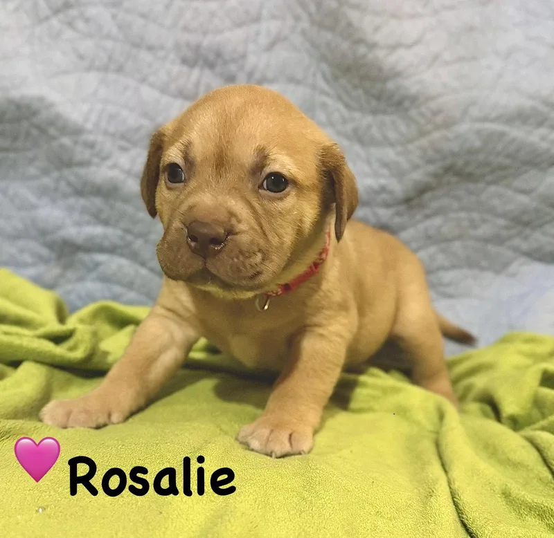 Rosalie Belles & Beau thumbnail 3