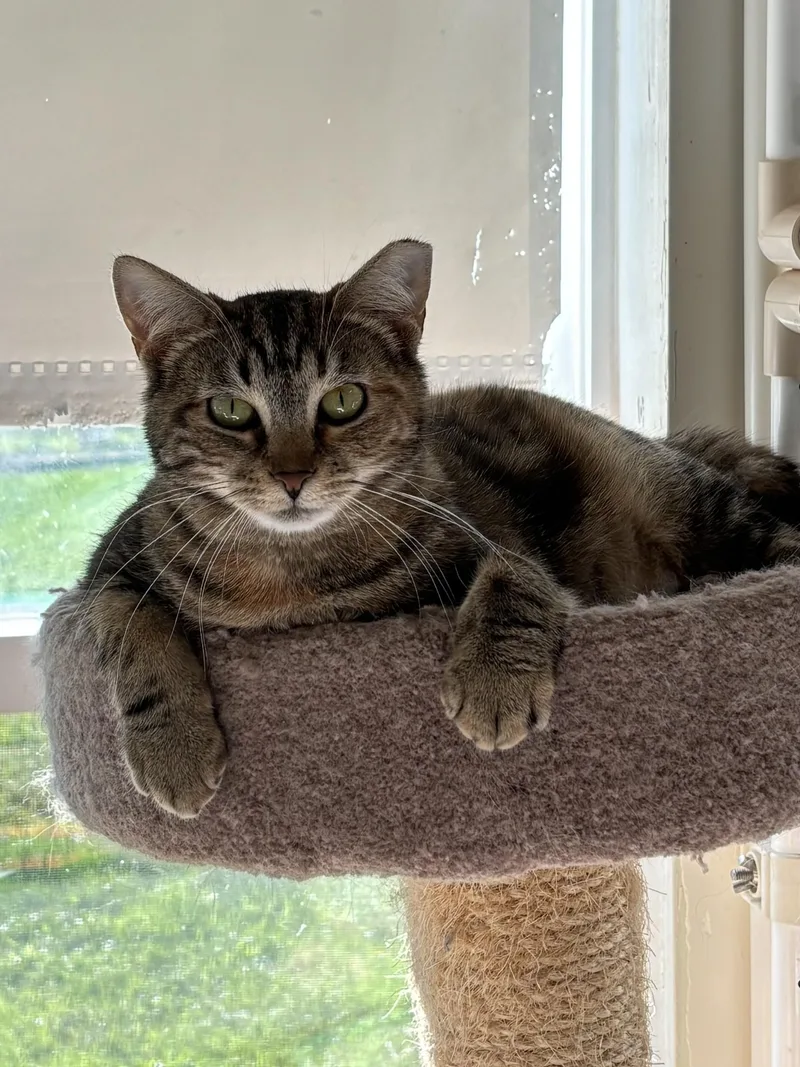 An adult large-sized female Domestic Short Hair cat named Scarlet Pumpernickel for adoption in Altoona, PA