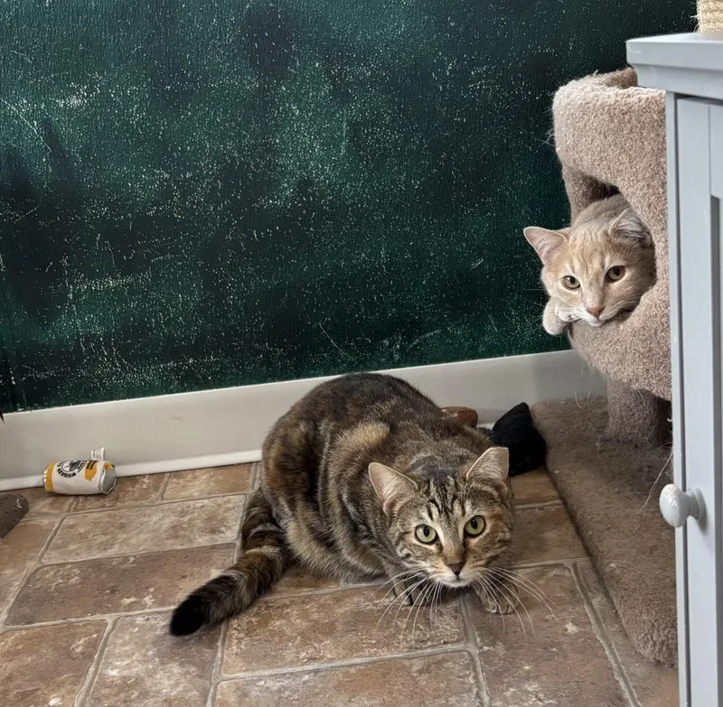 Scarlet Pumpernickel thumbnail 2