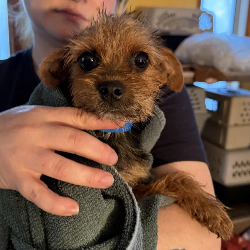 A baby small-sized male Yorkshire Terrier dog named Alessio for adoption in Madison, WI