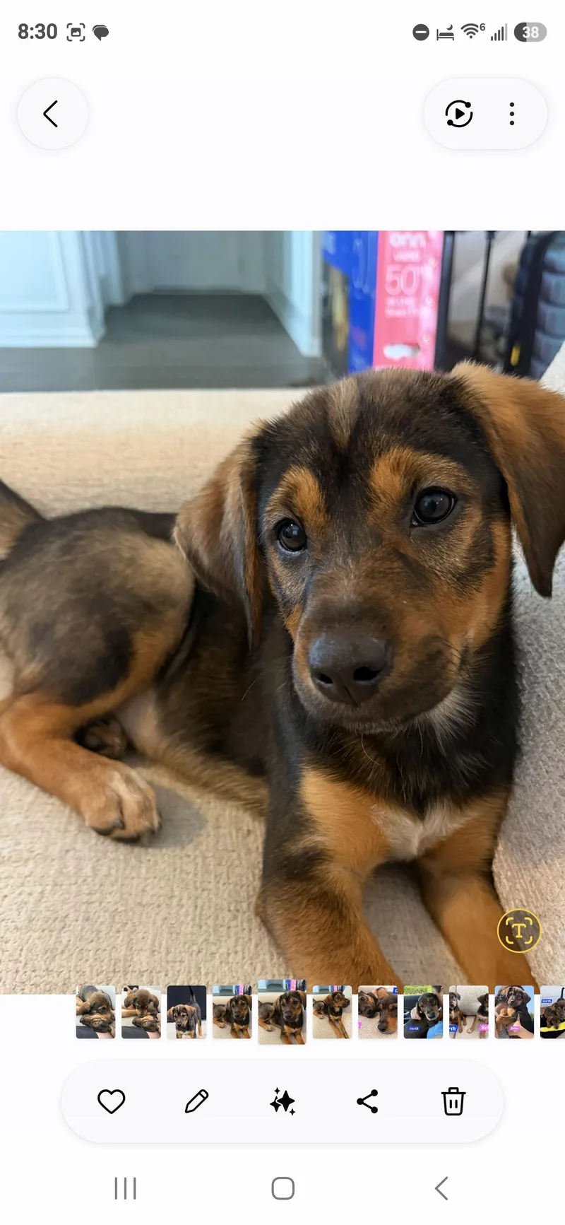 A young medium-sized female Bicolor Hound dog named Reba for adoption in Denver, NC