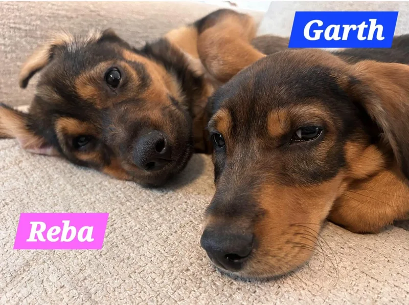 Reba thumbnail 3