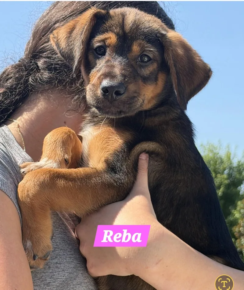 Reba thumbnail 4