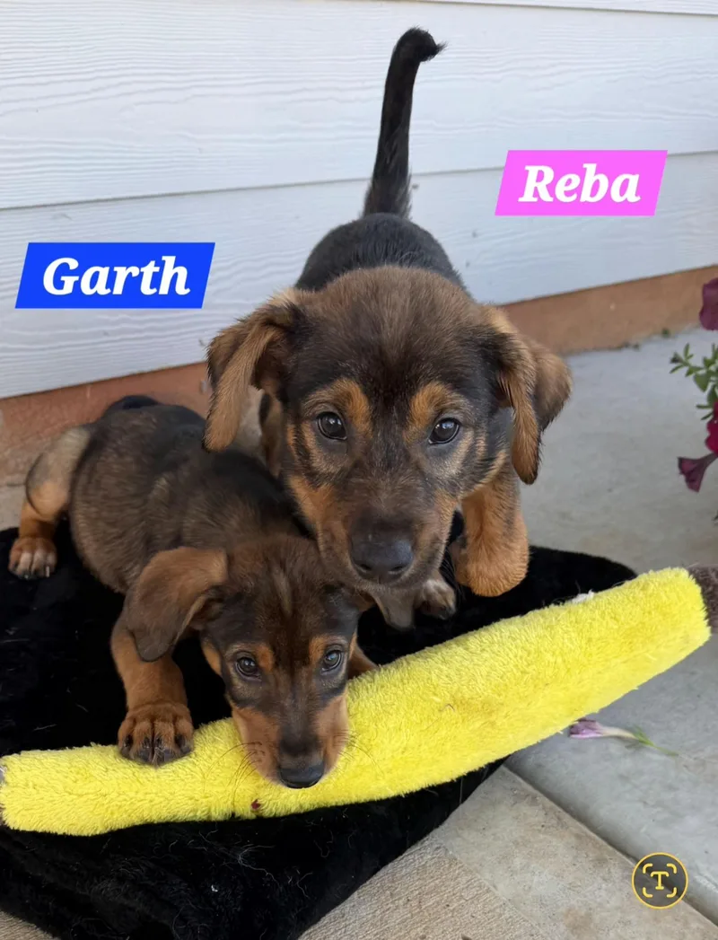 Reba thumbnail 5