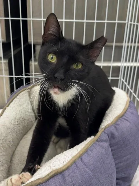 An adult large-sized male Domestic Short Hair cat named Gregor for adoption in Naples, FL