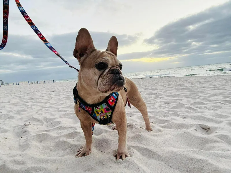 An adult small-sized female French Bulldog dog named Ariel for adoption in Palm Coast, FL