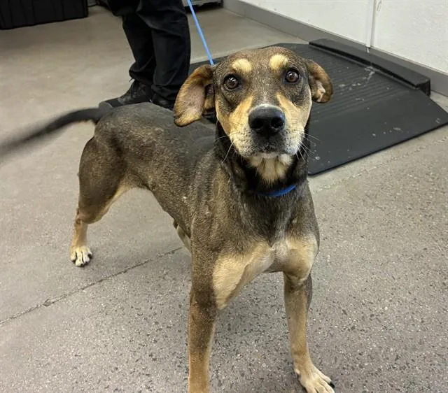 An adult large-sized male Pit Bull Terrier dog named Lincoln for adoption in Mesa, AZ