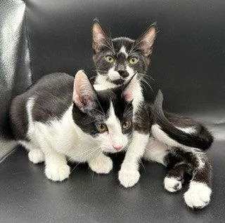 A baby medium-sized male Tuxedo cat named Pepper for adoption in Walnut Creek, CA