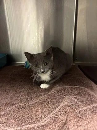 A young medium-sized female Domestic Short Hair cat named Squat for adoption in Blue Springs, MO