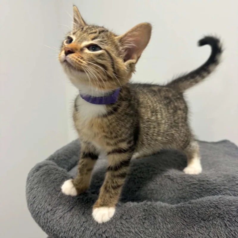 A baby small-sized male American Shorthair cat named Tiger for adoption in Danbury, CT