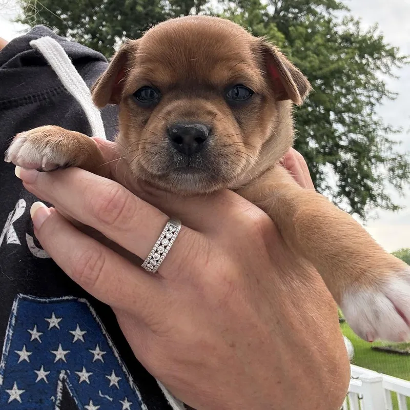 A baby small-sized female Yellow / Tan / Blond / Fawn Chihuahua dog named Honeybee for adoption in Normal, IL