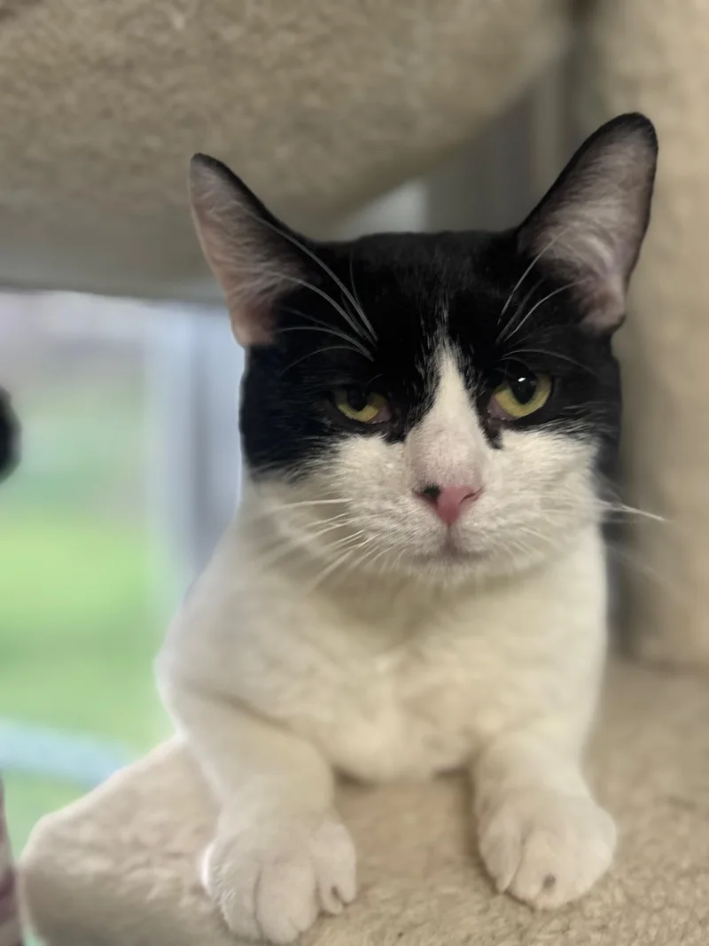 A young medium-sized male Black & White / Tuxedo Domestic Short Hair cat named Vandal for adoption in warren, OH