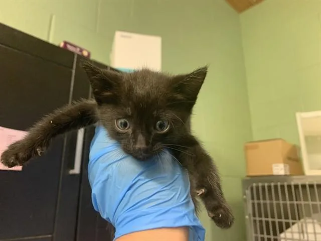 A baby small-sized female Domestic Short Hair cat named Cassie for adoption in Grand Prairie, TX