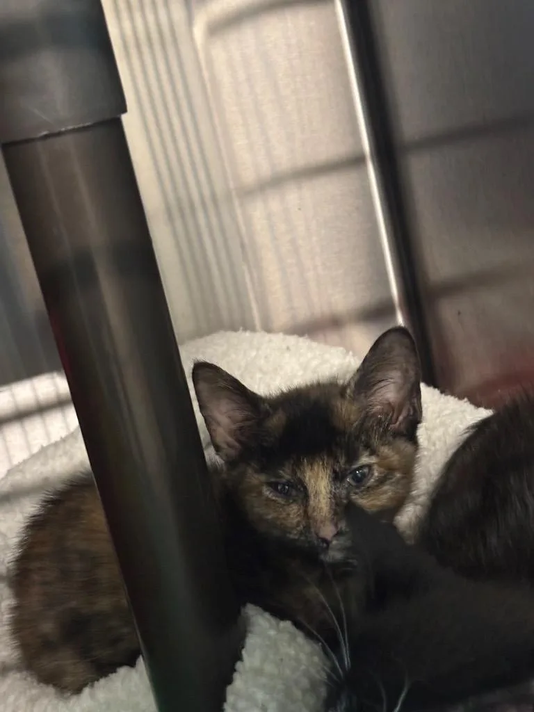 A young large-sized female Tortoiseshell cat named Cricket for adoption in Metter, GA