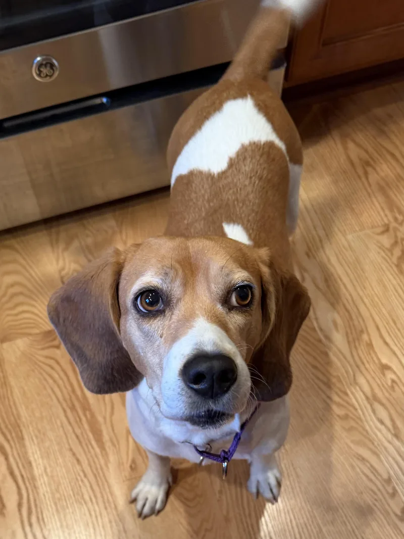 An adult medium-sized female Beagle dog named Keli for adoption in St. Paul, MN