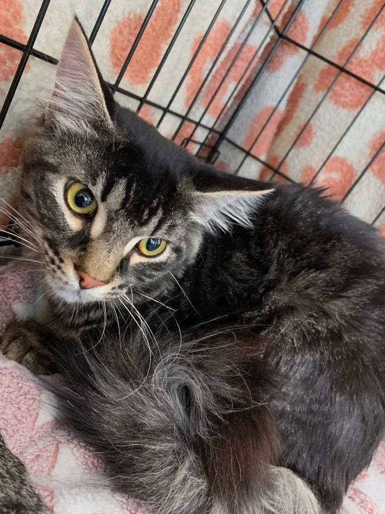 A baby medium-sized male Domestic Short Hair cat named Crowley for adoption in Evans, GA