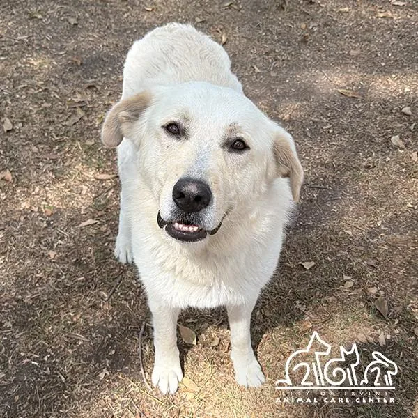 An adult large-sized male Great Pyrenees dog named Bruce for adoption in Irvine, CA