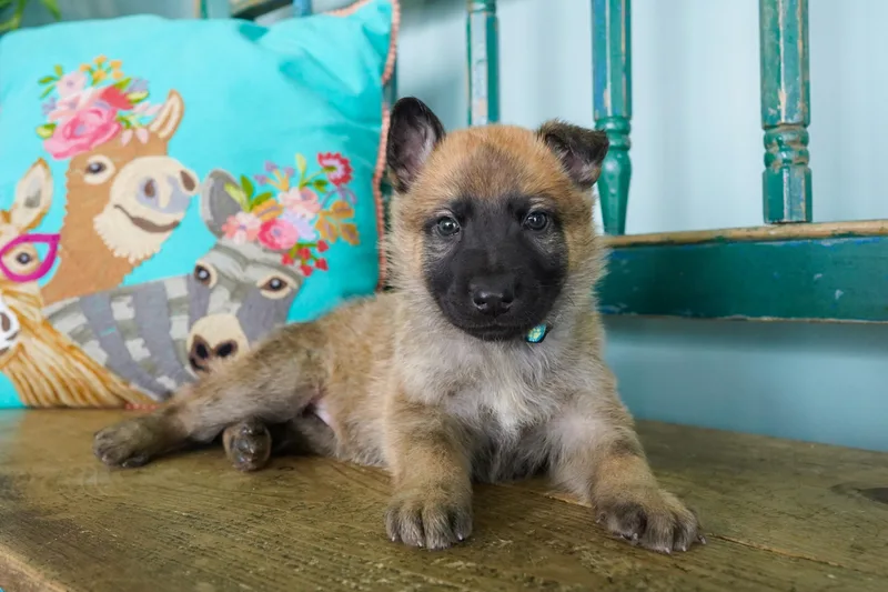A baby medium-sized male Bicolor Shepherd dog named Bumble for adoption in San Antonio, TX