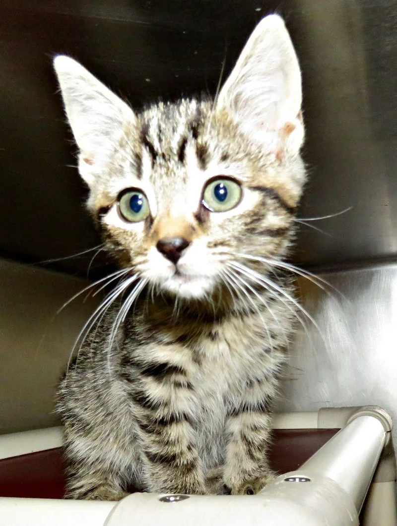 A baby medium-sized female Tabby (Brown / Chocolate) Domestic Short Hair cat named Hazel for adoption in Lexington, VA