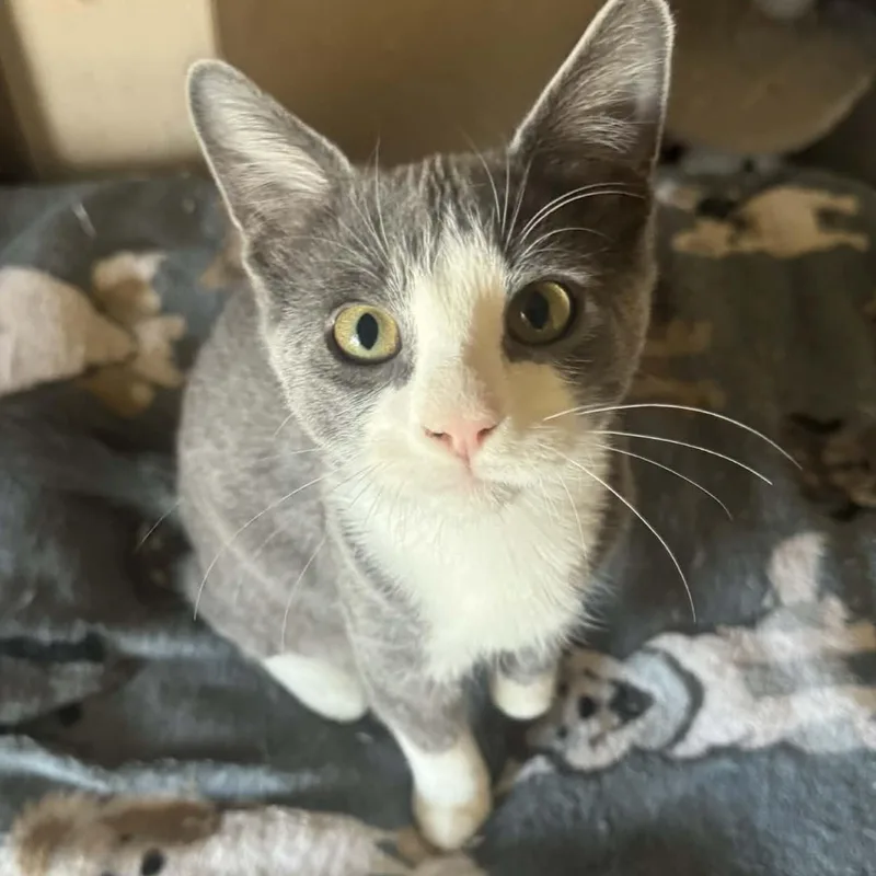 An adult medium-sized male Gray & White Domestic Short Hair cat named Basil for adoption in Warr Acres, OK