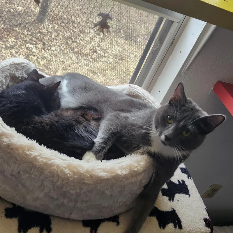 Charlotte thumbnail 2