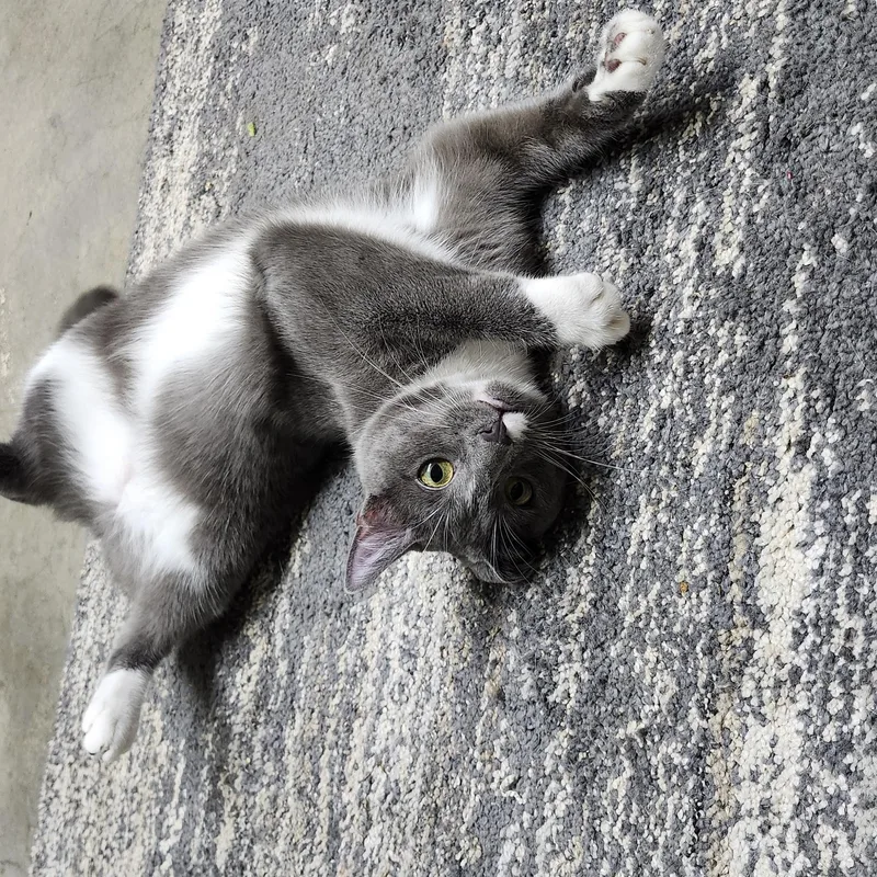 Charlotte thumbnail 3