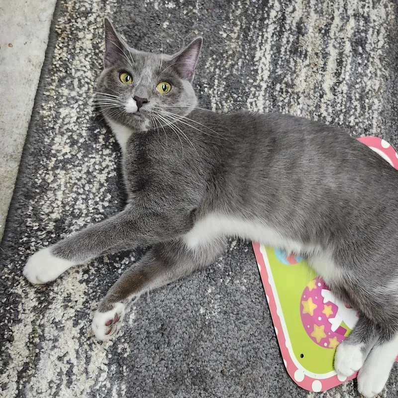 Charlotte thumbnail 4