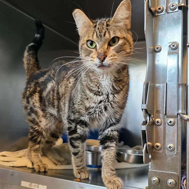 An adult medium-sized female Brown / Chocolate Domestic Short Hair cat named Jamaica for adoption in Bristol, IN