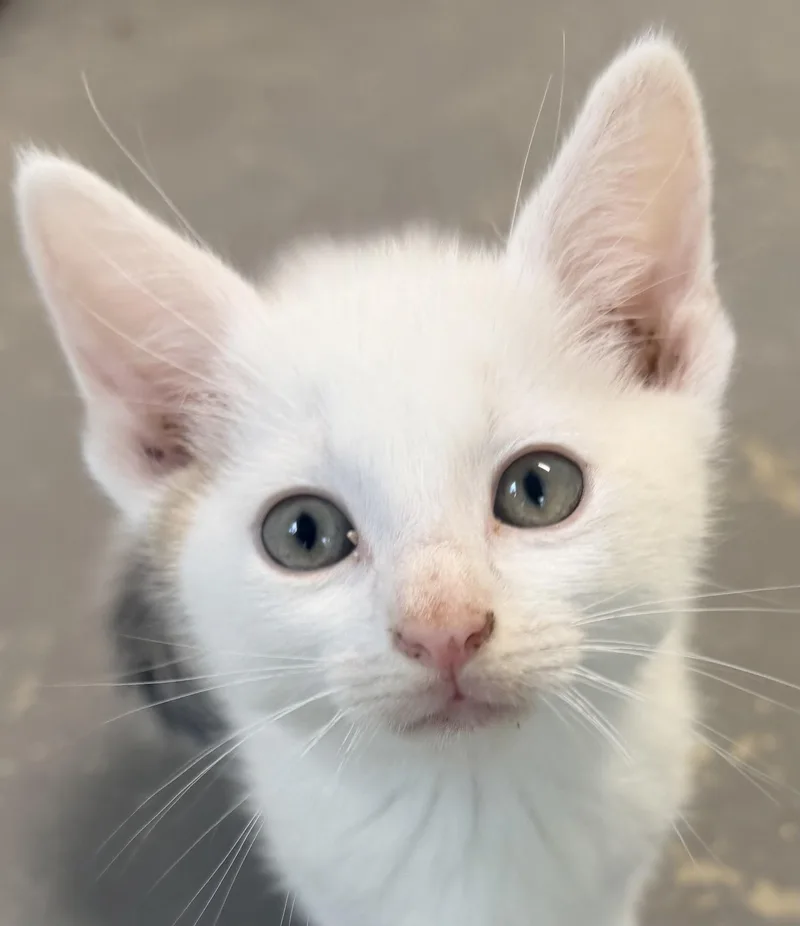 A baby medium-sized male Gray & White Tabby cat named Pepper for adoption in Pittsburgh, PA