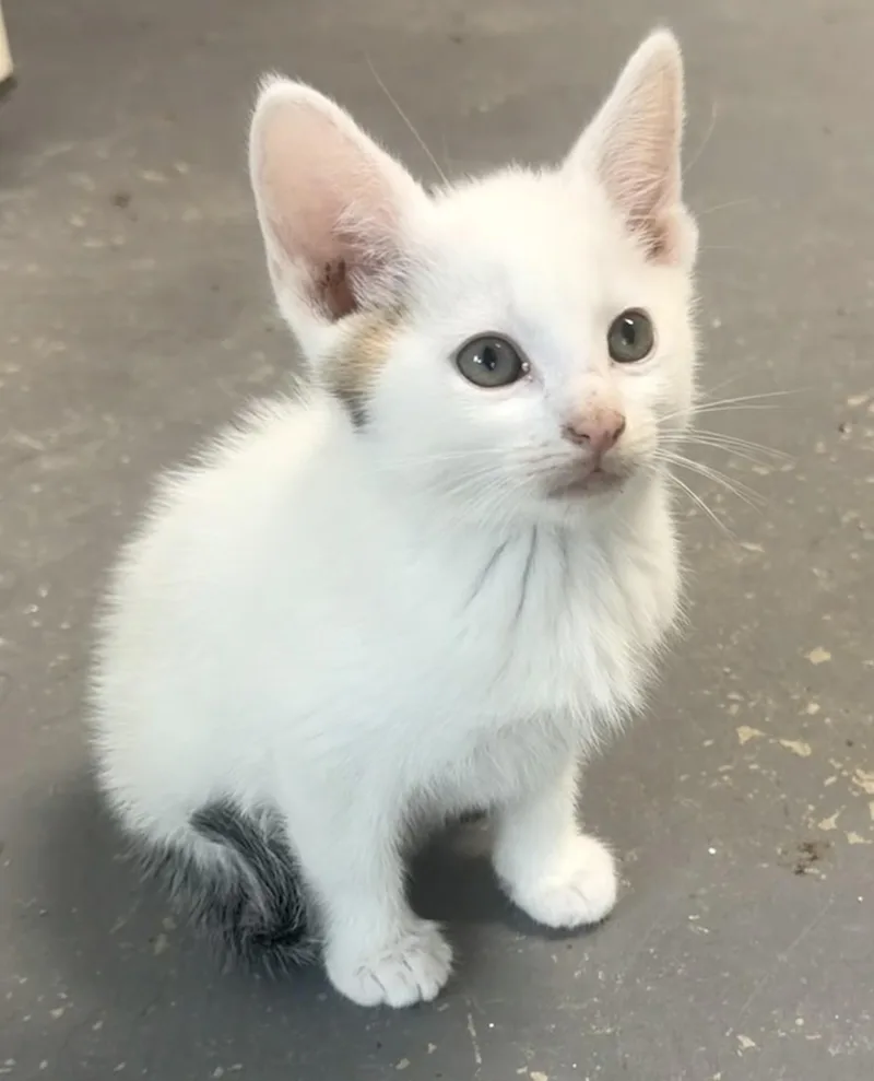 Pepper thumbnail 3