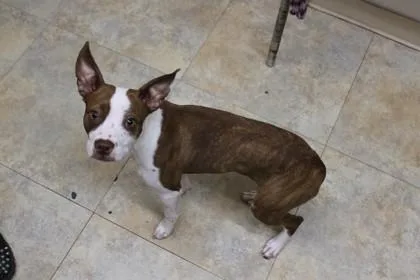 A young small-sized female Feist dog named Snickers for adoption in Picayune, MS