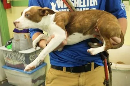 Snickers thumbnail 3