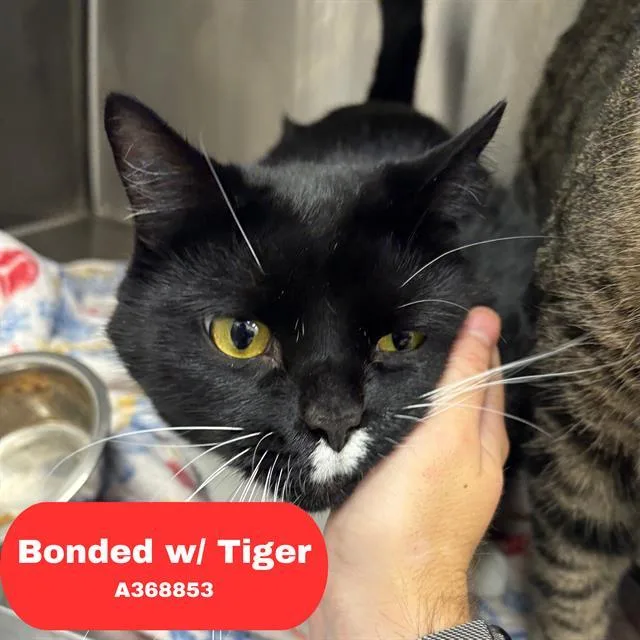 An adult large-sized male Domestic Short Hair cat named Blooper for adoption in Indianapolis, IN