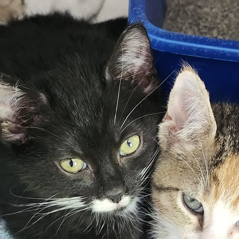 A baby small-sized male Black Domestic Short Hair cat named Cosmo for adoption in Columbia Station, OH