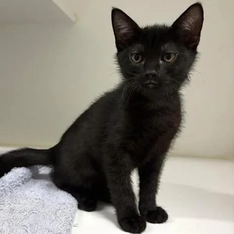 A baby small-sized female Black Domestic Short Hair cat named Double Dutch for adoption in Phoenix, AZ