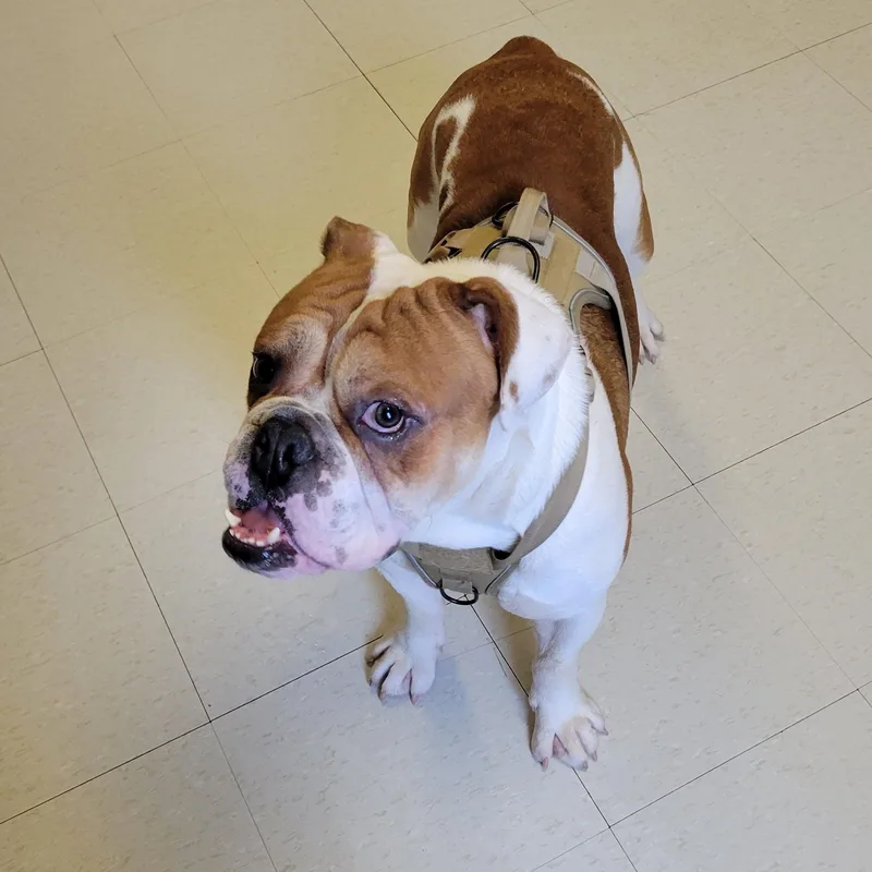 An adult medium-sized male White / Cream Bulldog dog named Freddie for adoption in West Jefferson, OH