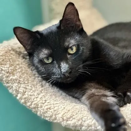 A young medium-sized male Black Domestic Short Hair cat named Linus for adoption in Athens, GA