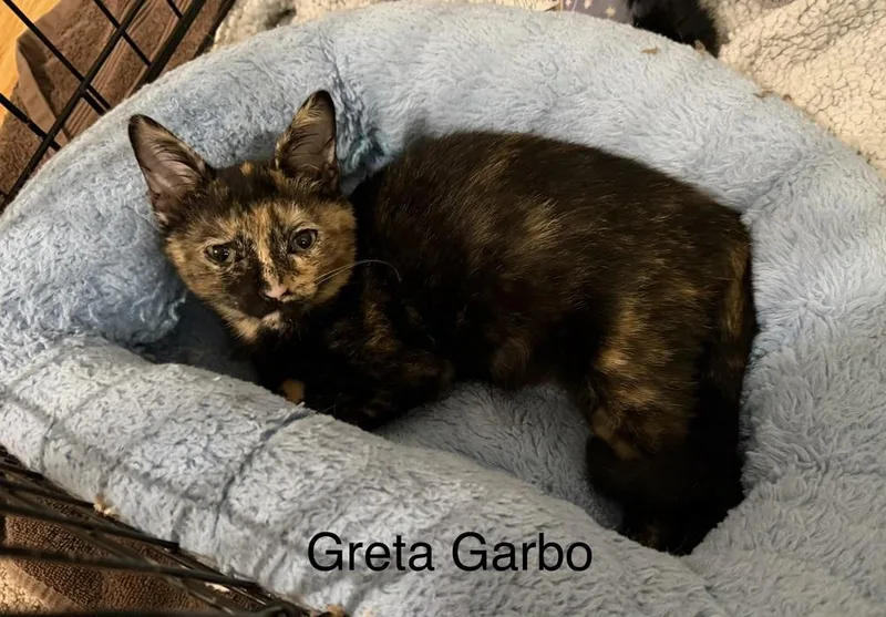 A baby small-sized female Tortoiseshell Domestic Short Hair cat named Greta Garbo for adoption in Ferndale, MI