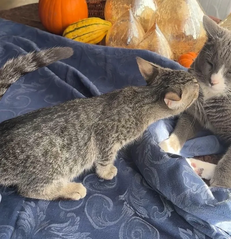 Charlie Sweetie Pie thumbnail 3