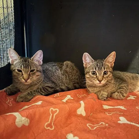 Charlie Sweetie Pie thumbnail 4